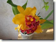 Cattleya