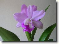 Cattleya