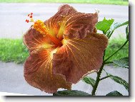 Hibiscus rosa-sinensis