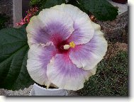 Hibiscus rosa-sinensis