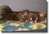 Chihuahua