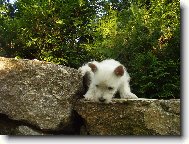 West highland white terrier \(Dog standard\)