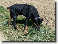 Dobermann, Doberman