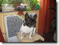 Bouledogue francais, French Bulldog