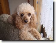 Poodle, caniche \(Dog standard\)