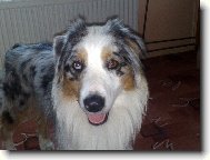 Australian shepherd \(Dog standard\)