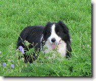 Border Collie