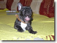 Bouledogue francais, French Bulldog