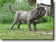 Mastino Napoletano