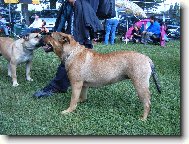 Mallorca mastiff \(Dog standard\)