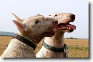 Bull terrier \(Dog standard\)
