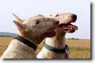 Bull Terrier