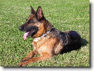 German Shepherd Dog