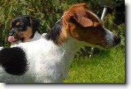 Jack russell terrier \(Dog standard\)