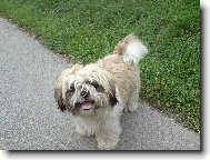 Shih-Tzu