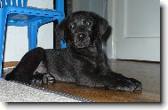 Labrador retriever \(Dog standard\)