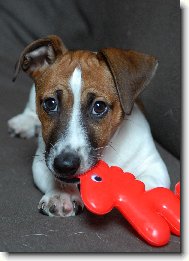 Jack Russell Terrier