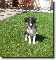 Border Collie