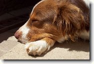 Australian shepherd \(Dog standard\)