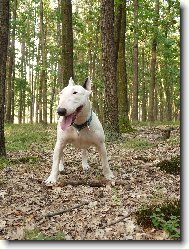 Bull Terrier