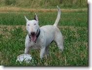 Bull terrier \(Dog standard\)