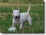 Bull Terrier