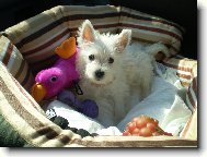 West highland white terrier \\\\\(Dog standard\\\\\)