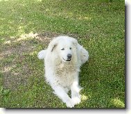 Maremma and abruzzes shepherd dog \(Dog standard\)
