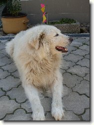 Maremma and abruzzes shepherd dog \(Dog standard\)