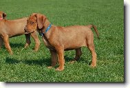 Rhodesian ridgeback \(Dog standard\)