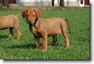 Rhodsk ridgeback, Rhodzsk ridgeback