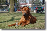 Rhodsk ridgeback, Rhodzsk ridgeback