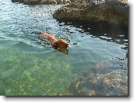 Rhodesian Ridgeback