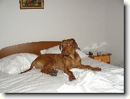 Rhodsk ridgeback, Rhodzsk ridgeback