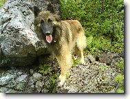 Belgian shepherd tervueren \(Dog standard\)