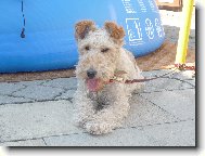 Fox terrier wire \\\\\(Dog standard\\\\\)