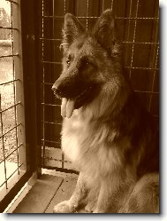 German Shepherd Dog