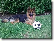 German Shepherd Dog