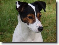 Jack Russell Terrier