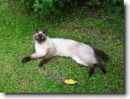 Siamese cat