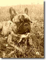 Bouledogue francais, French Bulldog