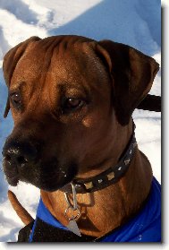 Rhodsk ridgeback, Rhodzsk ridgeback