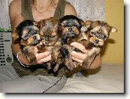 Jorkrsk terier, Yorkshire Terrier,