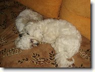 Maltese \(Dog standard\)