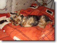 Jorkrsk terier, Yorkshire Terrier,