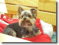 Jorkrsk terier, Yorkshire Terrier,