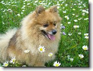 Deutscher spitz - Kleinspitz, German Spitz  Miniature Spitz