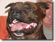 Staffordshire bull terrier \(Dog standard\)