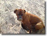 Tosa Inu, Japanese Fighting Dog