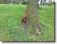 Tosa Inu, Japanese Fighting Dog